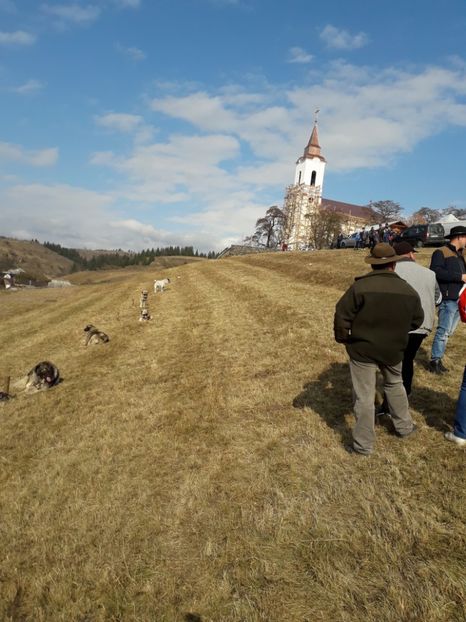  - EXPOZITIA ANIMALE SARMAS HARGHITA 2018