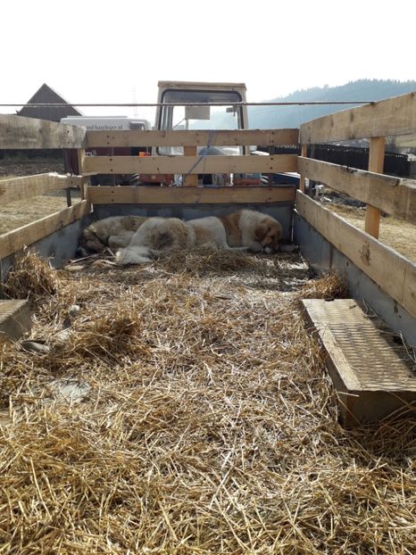  - EXPOZITIA ANIMALE SARMAS HARGHITA 2018