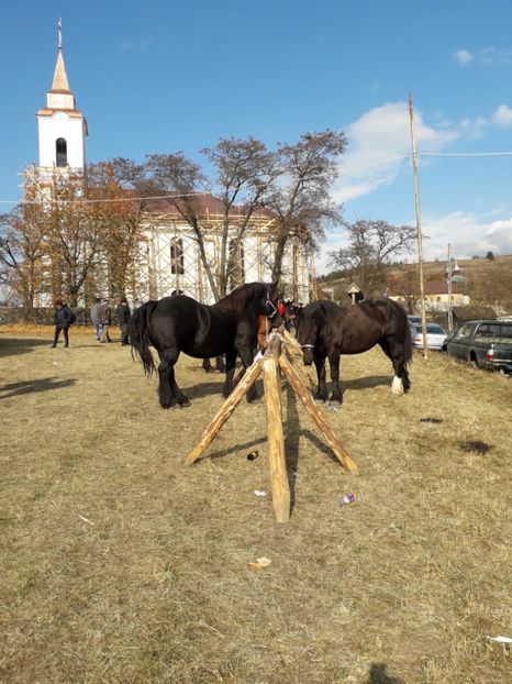  - EXPOZITIA ANIMALE SARMAS HARGHITA 2018