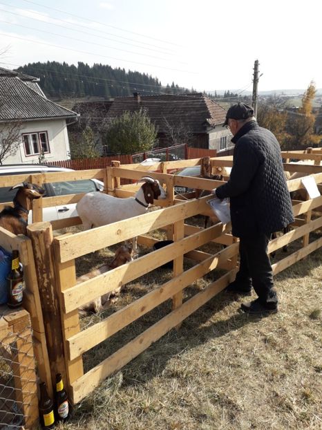  - EXPOZITIA ANIMALE SARMAS HARGHITA 2018