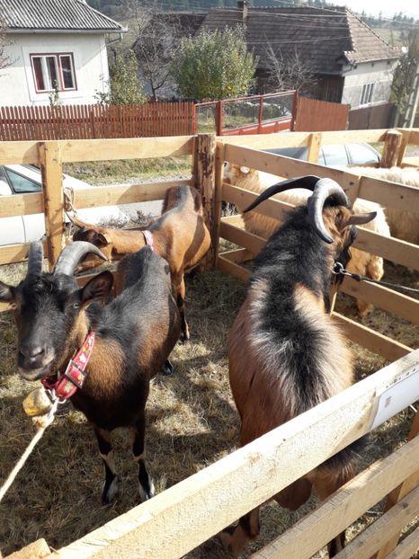  - EXPOZITIA ANIMALE SARMAS HARGHITA 2018