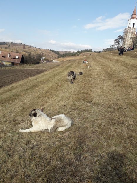  - EXPOZITIA ANIMALE SARMAS HARGHITA 2018