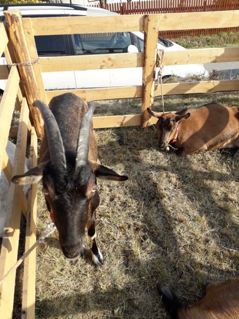  - EXPOZITIA ANIMALE SARMAS HARGHITA 2018