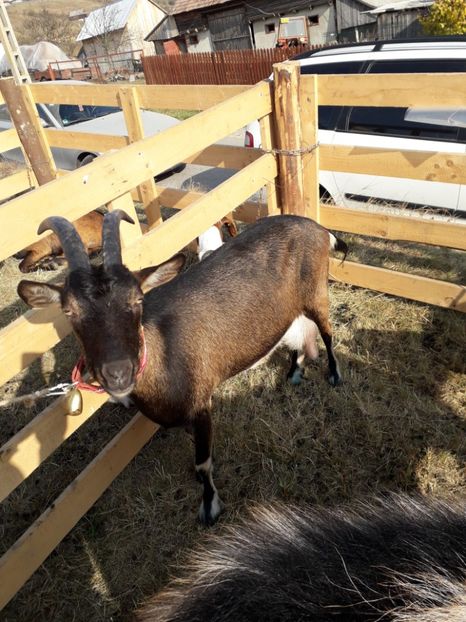  - EXPOZITIA ANIMALE SARMAS HARGHITA 2018