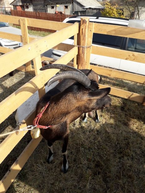  - EXPOZITIA ANIMALE SARMAS HARGHITA 2018