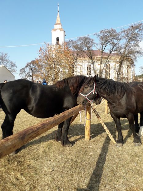  - EXPOZITIA ANIMALE SARMAS HARGHITA 2018