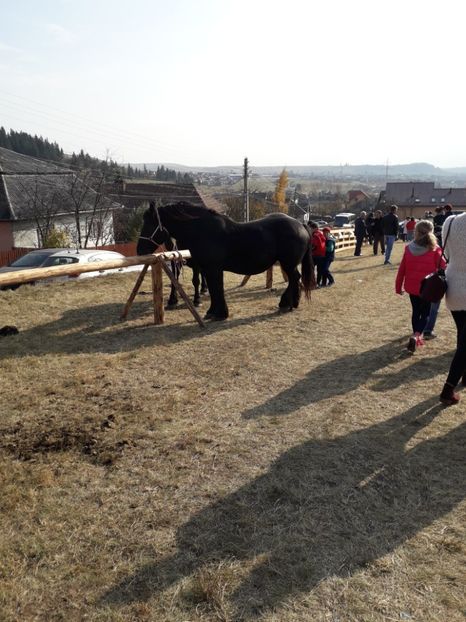  - EXPOZITIA ANIMALE SARMAS HARGHITA 2018