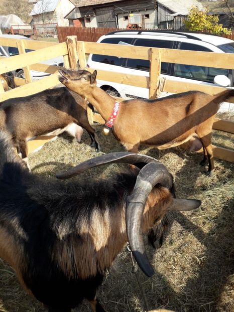  - EXPOZITIA ANIMALE SARMAS HARGHITA 2018