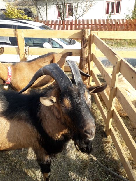  - EXPOZITIA ANIMALE SARMAS HARGHITA 2018