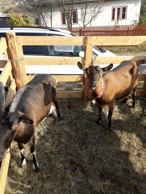  - EXPOZITIA ANIMALE SARMAS HARGHITA 2018