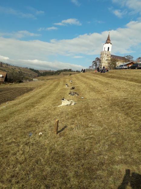  - EXPOZITIA ANIMALE SARMAS HARGHITA 2018