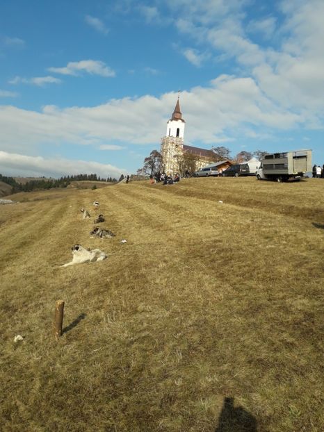  - EXPOZITIA ANIMALE SARMAS HARGHITA 2018