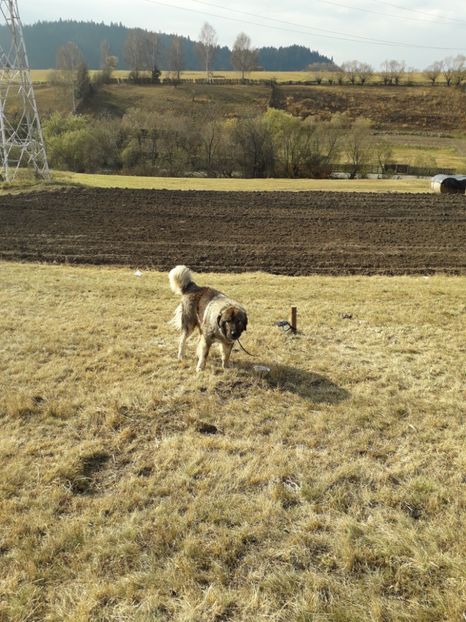  - EXPOZITIA ANIMALE SARMAS HARGHITA 2018