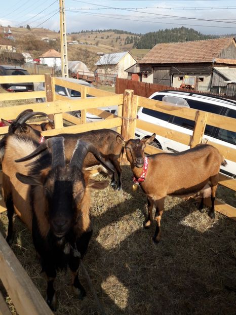  - EXPOZITIA ANIMALE SARMAS HARGHITA 2018