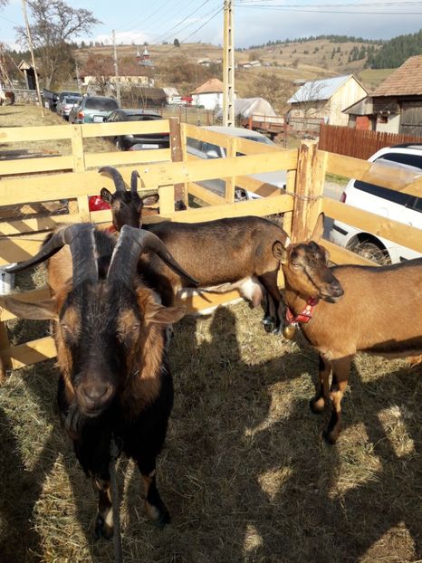  - EXPOZITIA ANIMALE SARMAS HARGHITA 2018