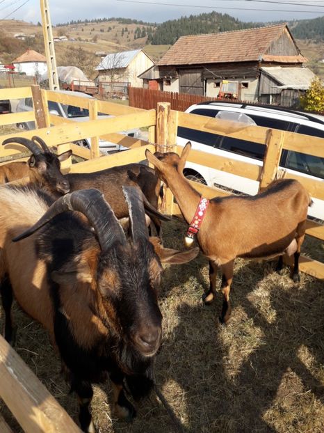  - EXPOZITIA ANIMALE SARMAS HARGHITA 2018