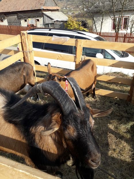  - EXPOZITIA ANIMALE SARMAS HARGHITA 2018