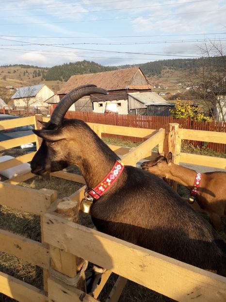  - EXPOZITIA ANIMALE SARMAS HARGHITA 2018