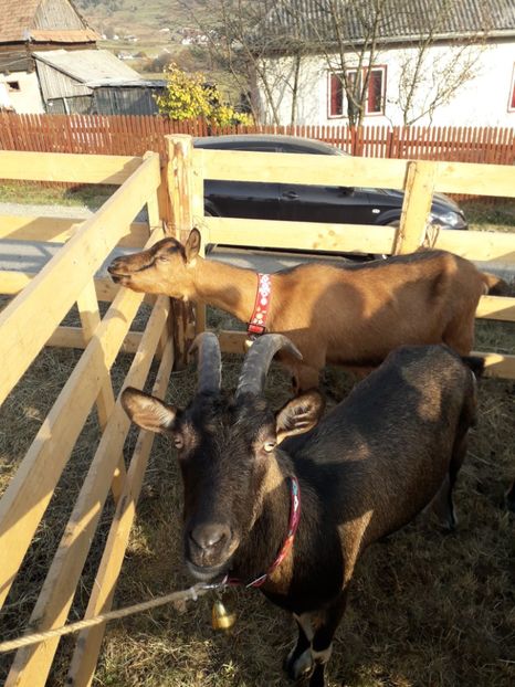  - EXPOZITIA ANIMALE SARMAS HARGHITA 2018