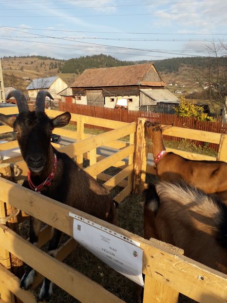  - EXPOZITIA ANIMALE SARMAS HARGHITA 2018