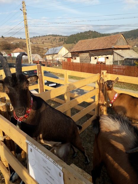  - EXPOZITIA ANIMALE SARMAS HARGHITA 2018