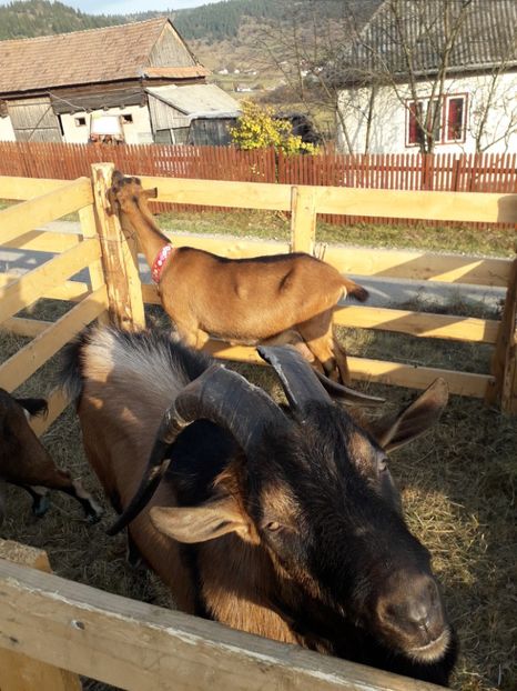  - EXPOZITIA ANIMALE SARMAS HARGHITA 2018