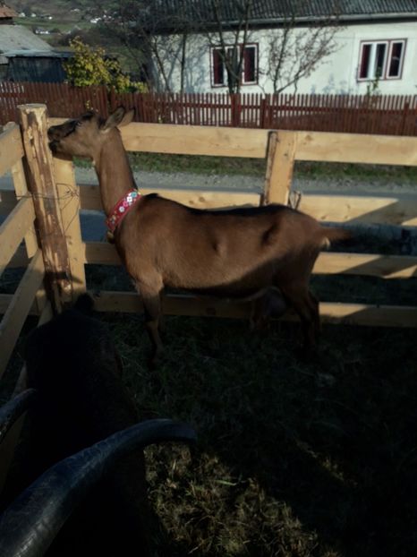  - EXPOZITIA ANIMALE SARMAS HARGHITA 2018