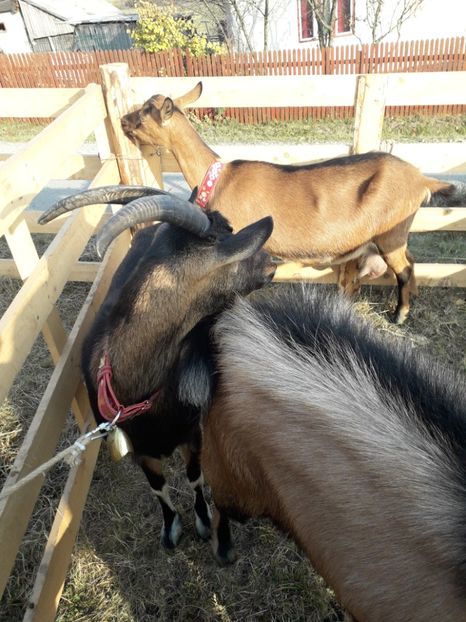  - EXPOZITIA ANIMALE SARMAS HARGHITA 2018