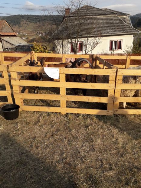  - EXPOZITIA ANIMALE SARMAS HARGHITA 2018