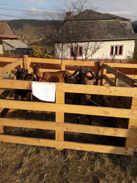  - EXPOZITIA ANIMALE SARMAS HARGHITA 2018