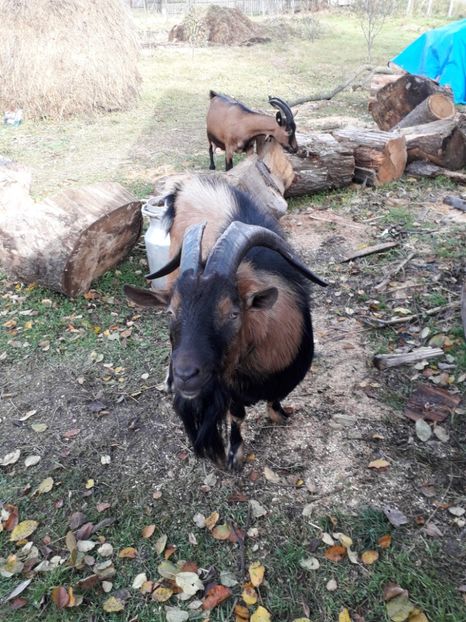  - Poze noi 2018 Tapul Petre la monta plante medicinale peisaje frumoase