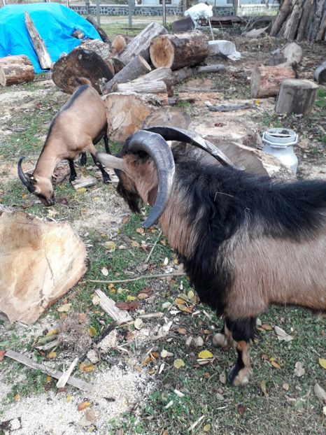  - Poze noi 2018 Tapul Petre la monta plante medicinale peisaje frumoase