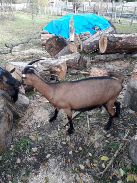  - Poze noi 2018 Tapul Petre la monta plante medicinale peisaje frumoase