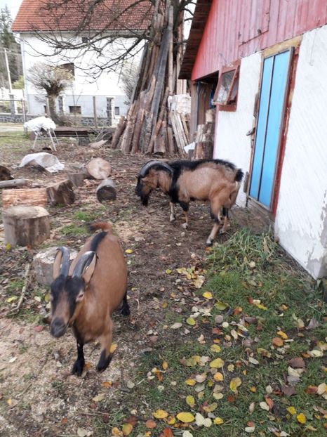  - Poze noi 2018 Tapul Petre la monta plante medicinale peisaje frumoase