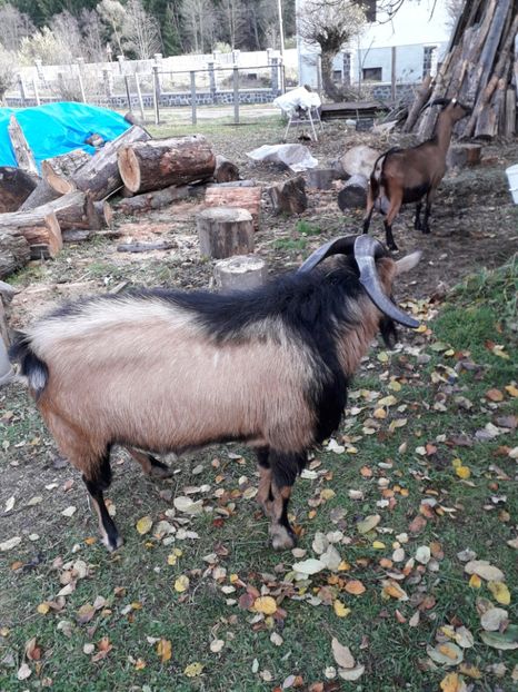  - Poze noi 2018 Tapul Petre la monta plante medicinale peisaje frumoase