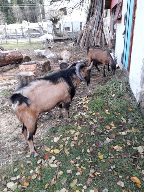  - Poze noi 2018 Tapul Petre la monta plante medicinale peisaje frumoase