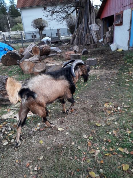  - Poze noi 2018 Tapul Petre la monta plante medicinale peisaje frumoase