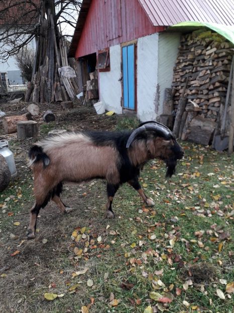  - Poze noi 2018 Tapul Petre la monta plante medicinale peisaje frumoase