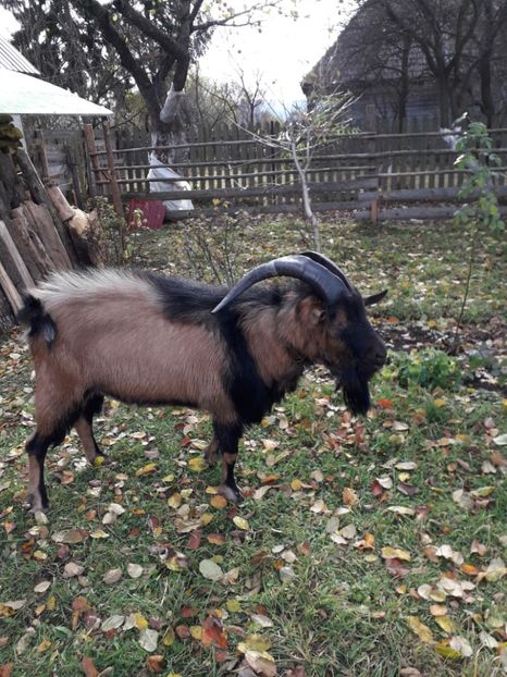  - Poze noi 2018 Tapul Petre la monta plante medicinale peisaje frumoase