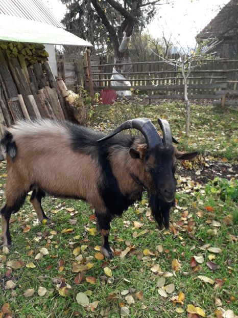  - Poze noi 2018 Tapul Petre la monta plante medicinale peisaje frumoase