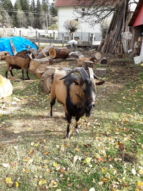  - Poze noi 2018 Tapul Petre la monta plante medicinale peisaje frumoase