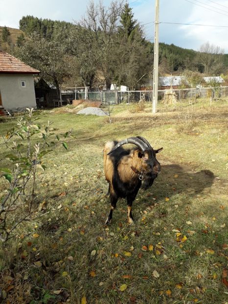  - Poze noi 2018 Tapul Petre la monta plante medicinale peisaje frumoase