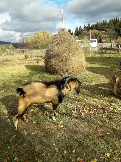  - Poze noi 2018 Tapul Petre la monta plante medicinale peisaje frumoase