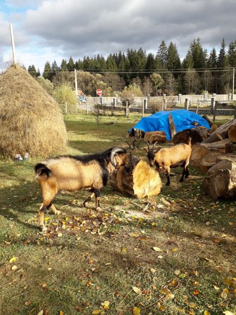  - Poze noi 2018 Tapul Petre la monta plante medicinale peisaje frumoase