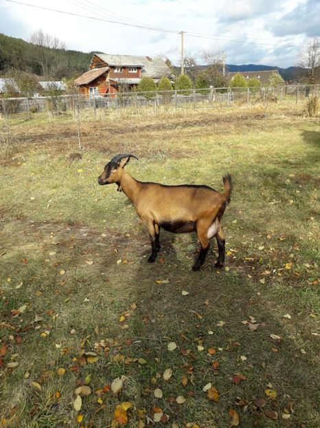  - Poze noi 2018 Tapul Petre la monta plante medicinale peisaje frumoase