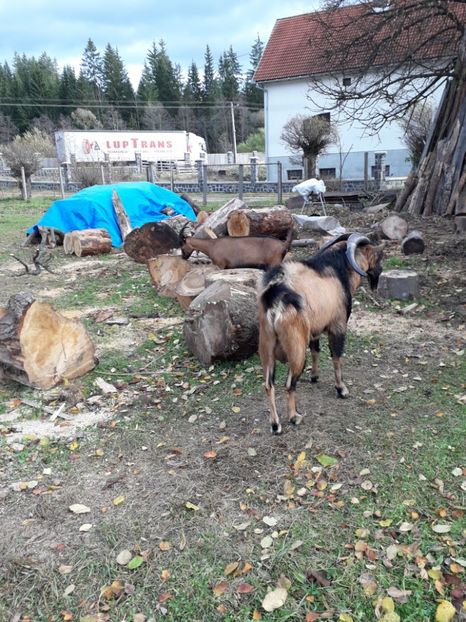  - Poze noi 2018 Tapul Petre la monta plante medicinale peisaje frumoase