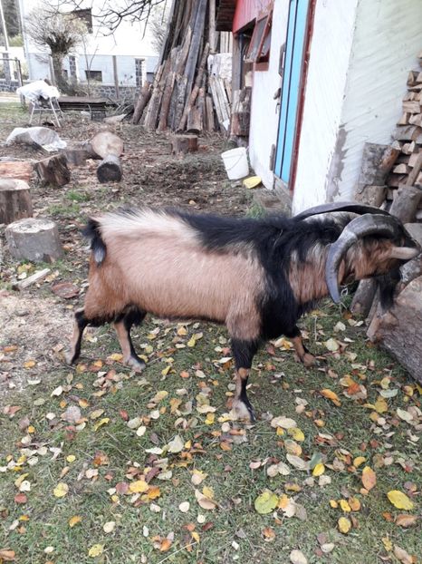  - Poze noi 2018 Tapul Petre la monta plante medicinale peisaje frumoase