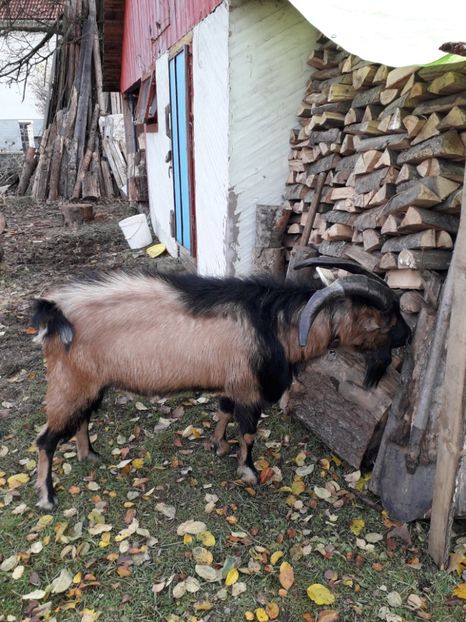  - Poze noi 2018 Tapul Petre la monta plante medicinale peisaje frumoase