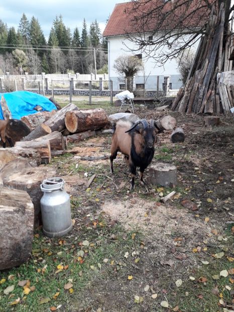  - Poze noi 2018 Tapul Petre la monta plante medicinale peisaje frumoase