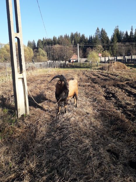  - Poze noi 2018 Tapul Petre la monta plante medicinale peisaje frumoase